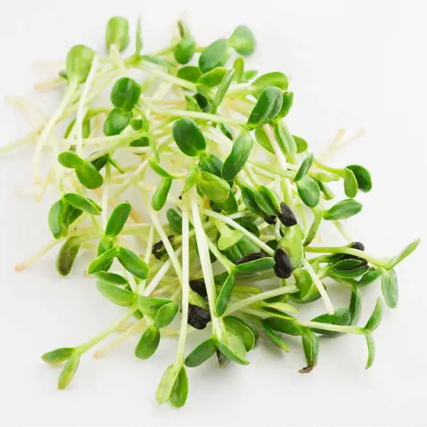 Microplante Chives